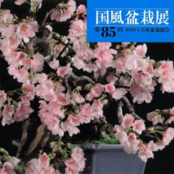 Catalogo Kokufu Bonsai Exhibition 85 - 2011 características