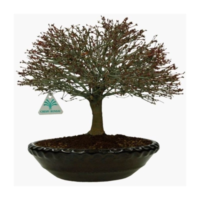 Bonsai da esterno Acer palmatum Kyohime - acero - 32 cm