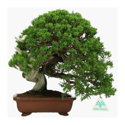 Bonsai da esterno Juniperus chinensis - Ginepro - 32 cm características