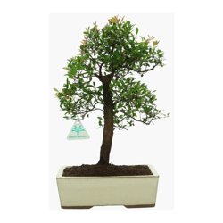 Bonsai da interno Syzygium communis - 40 cm características
