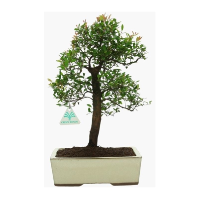 Bonsai da interno Syzygium communis - 40 cm