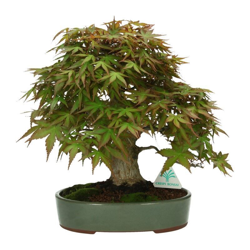 Bonsai da esterno Acer palmatum - acero - 29 cm precio