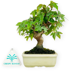 Bonsai da esterno Acer buergerianum - acero - 12 cm precio