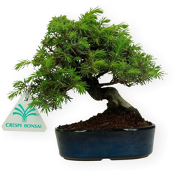 Bonsai da esterno Juniperus rigida - Ginepro ad aghi - 16 cm características