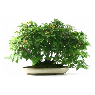 Fagus crenata - Faggio - 56 cm