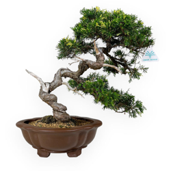 Bonsai da esterno Juniperus chinensis - Ginepro - 20 cm en oferta