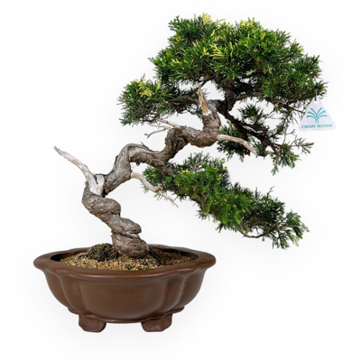 Bonsai da esterno Juniperus chinensis - Ginepro - 20 cm
