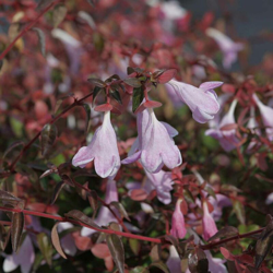 1 Pianta Di Abelia Grandiflora Edward Goucher Vaso 13Cm en oferta