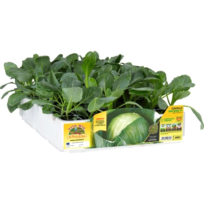 Cavolo Cappuccio Tondo Tardivo Gintama F1 - 6 piante - Orto Mio