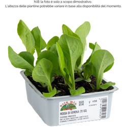 Cicorie e Radicchio rossa di Verona precoce - 9 piante - Orto Mio características