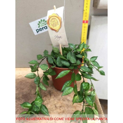 1 Pianta Hoya Krohniana Fiore Di Cera In Vaso 12Cm Rarissima Profumatissima
