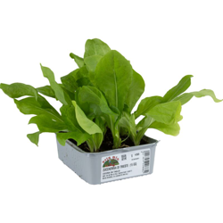 Cicorie e Radicchio da taglio Zuccherina di Trieste - 9 piante - Orto Mio características