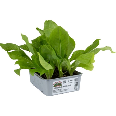 Cicorie e Radicchio da taglio Zuccherina di Trieste - 9 piante - Orto Mio