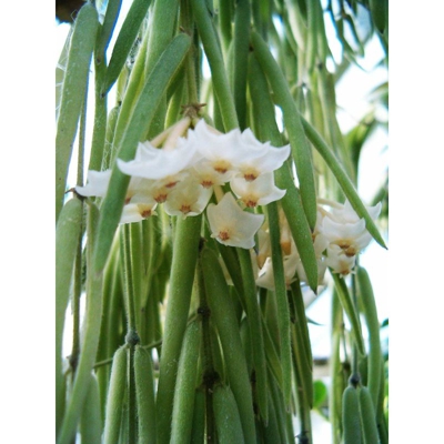 1 PIANTA DI HOYA LINEARIS FIORE DI CERA VASO 14CM Perenni