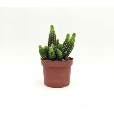 Echinopsis ssp (A1) - v. Ø 10 cm x 19 h cm