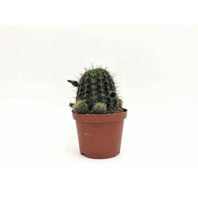 Echinopsis ssp (A2) - v. Ø 10 cm x 19 h cm