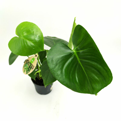 Monstera Deliciosa - ø 12 cm - h 33/35 cm características