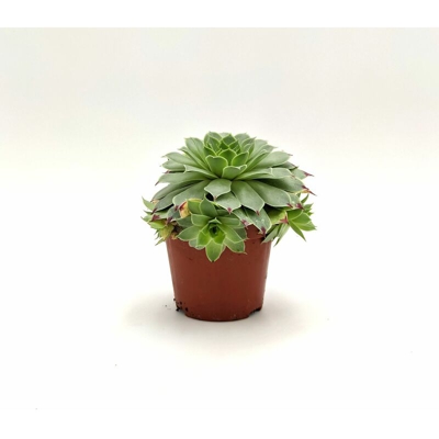 Sempervivum Tectorum ssp - ø 8 cm x h 12 cm