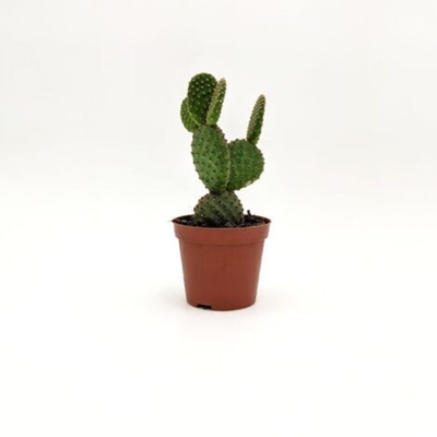 Opuntia mycrodasys ssp (A2) - v. Ø 8 cm x 18 h cm