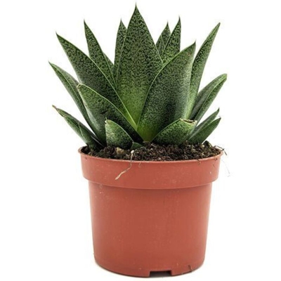 Aristaloe aristata cv. 'Cosmo' - ø 10 cm x h 18 cm