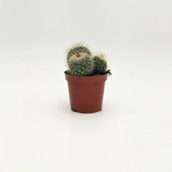 Mammillaria spinosissima ssp (A1). - v. Ø 8 cm x 12 h cm precio