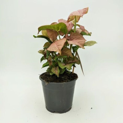 Syngonium Red Heart - ø 14 x h 30 cm