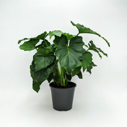 Philodendron Shangri La - ø 14 x h 43 cm en oferta