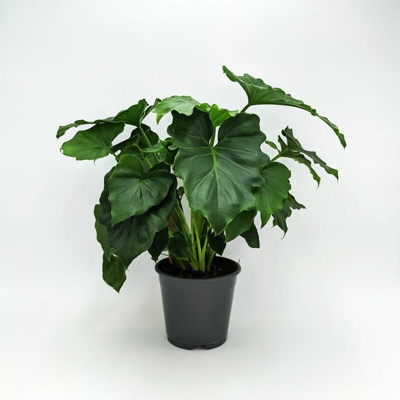 Philodendron Shangri La - ø 14 x h 43 cm