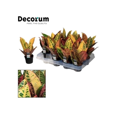 Codiaeum varegatum petra - Ø 7 cm x h 18 cm