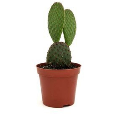 Opuntia mycrodasys ssp (A1) - v. Ø 8 cm x 18 h cm