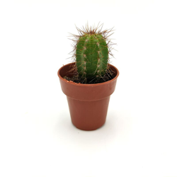 Echinocereus engelmannii ssp - ø 3,5 cm x h 6/7 cm en oferta