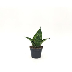 Sanseveria trifasciata Prain (A1) - ø 6 cm x L 10 x h 13 cm características