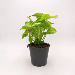 Syngonium Golden Feel Green - ø 14 x h 25/30 cm características