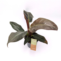 Philodendron Imperial Red - ø 14 x h 39 cm precio