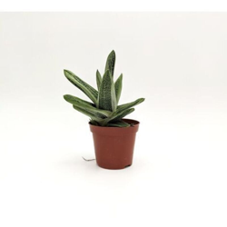 Gasteria batesiana G.D.Rowley - ø 8 cm x L 12 x h 17 cm en oferta