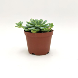 Echeveria elegans ssp - ø 10 cm x h 12 cm en oferta