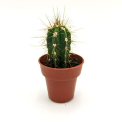 Pachycereus pecten-aboriginum ssp - ø 3,5 cm x h 6/7 cm en oferta