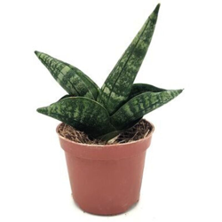Sanseveria Stuckyi God. - ø 6 cm x L 9 x h 12 cm en oferta