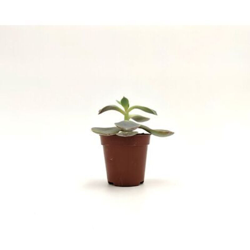Echeveria sp - ø 5 cm x 8,5 cm en oferta