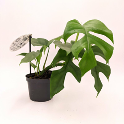 Monstera Minima - ø 12 cm - h 33/35 cm características