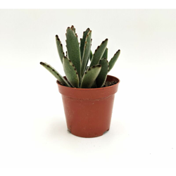 Kalanchoe tomentosa Baker - ø 8 cm x h 13 cm en oferta