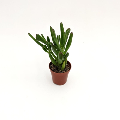 Crassula Hobbit (A1)- vaso ø 5 cm x 9/16 cm h