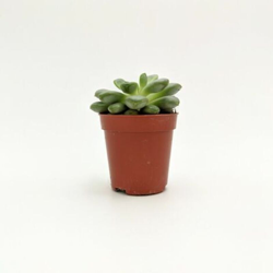 Sedum clavatum R.T. Clausen - ø 5 cm x h 7,5 cm en oferta