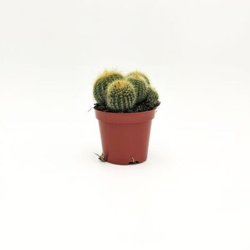 Parodia leninghausii - v. Ø 8 cm x 12 h cm precio