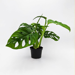 Monstera Adansonii - ø 12 cm - h 33/35 cm precio