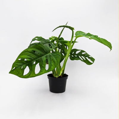 Monstera Adansonii - ø 12 cm - h 33/35 cm