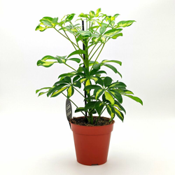 Schefflera Arboricola - Gerda - ø 13 x h 45 cm precio