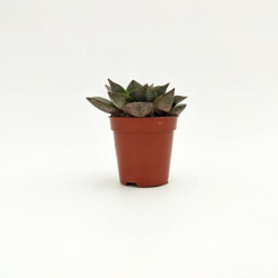 Echeveria purpusorum - ø 5 cm x 10 cm en oferta