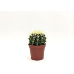 Echinocactus Grusonii hildim (A3). - v. Ø 8 cm x 11 h cm características