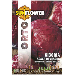 Sementi Cicoria Rossa Di Verona Sunflower precio